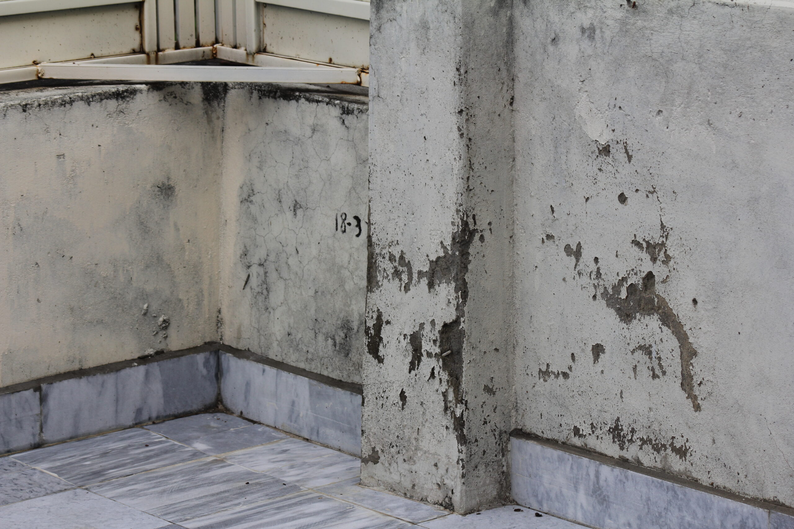 Top 7 Signs You Need Professional Mold Removal in Dallas Homes