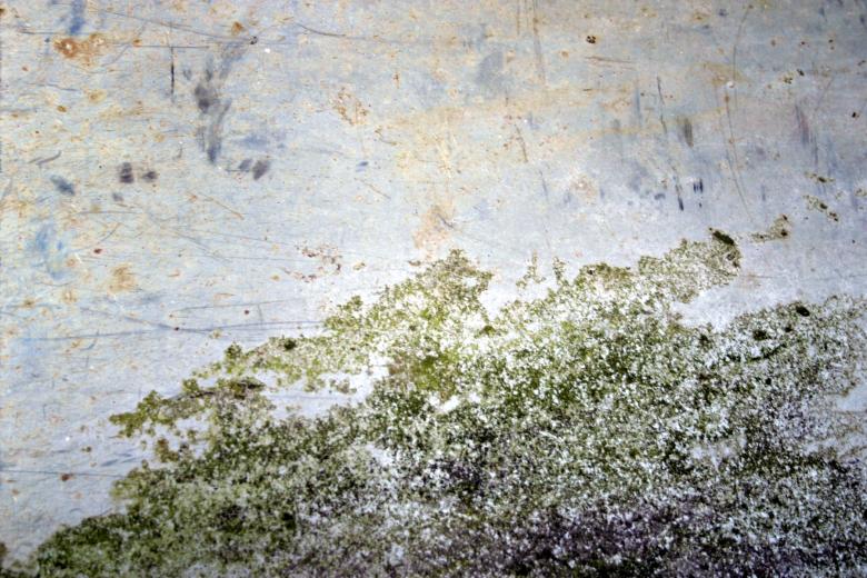 plano, TX mold removal service